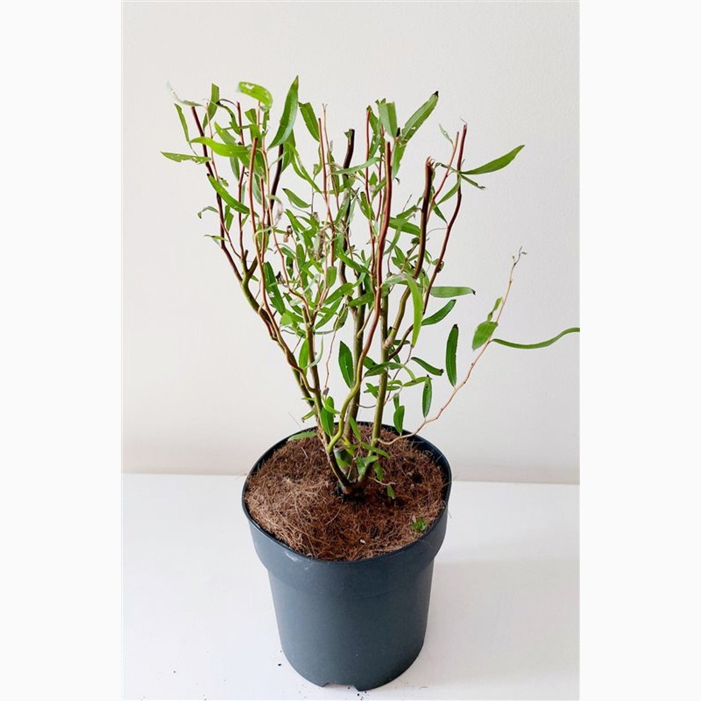 Gråtande pil – Salix babylonica 'Tortuosa' - C3 60-80 CM